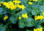 Caltha Palustris